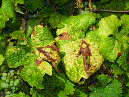 phytoplazma 320x200