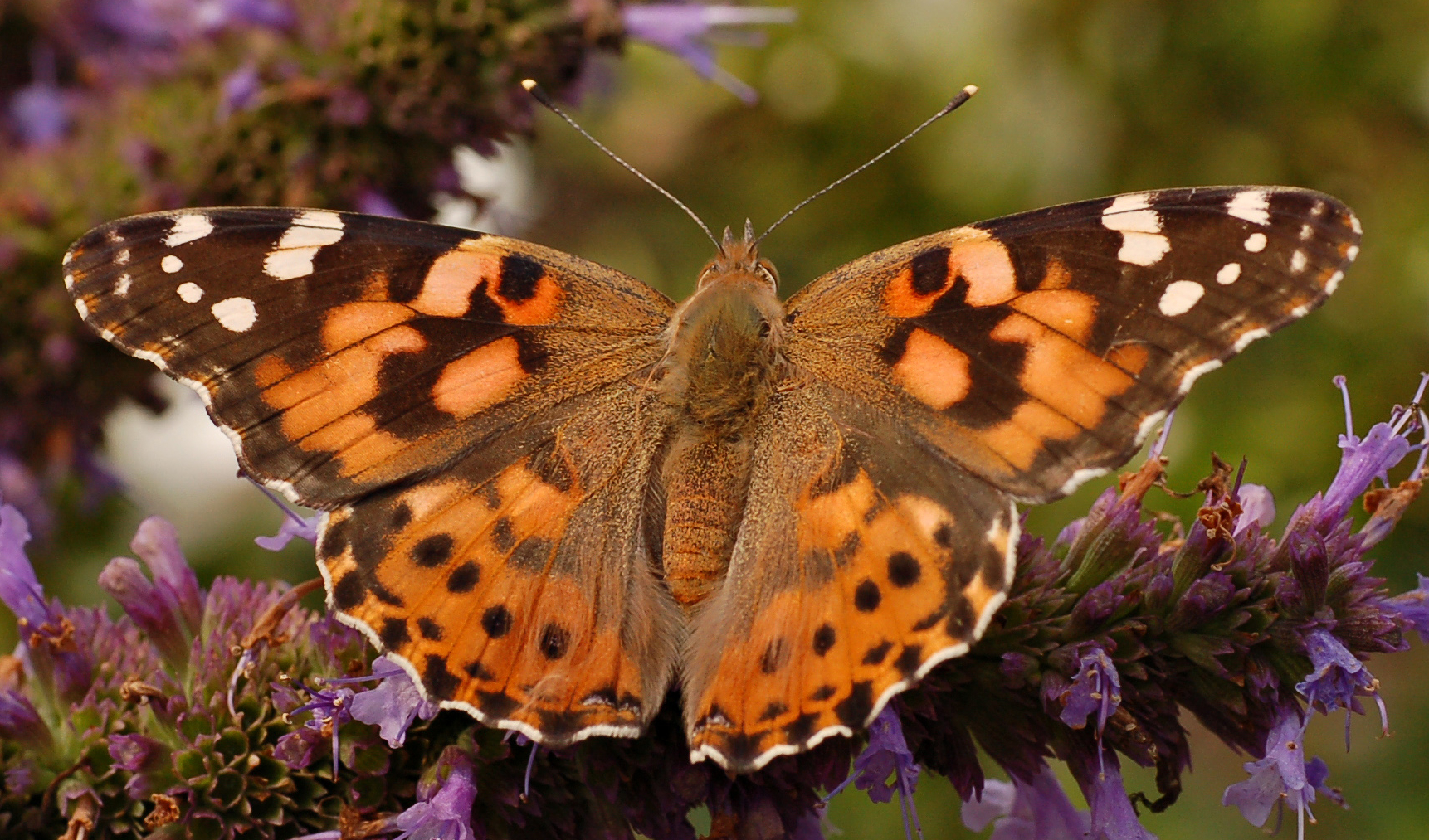 Painted Lady Vanessa cardui Top closer