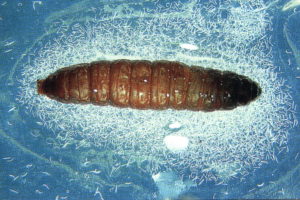 Treated insect larva