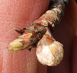 C:\Users\Zsigó György\AppData\Local\Microsoft\Windows\Temporary Internet Files\Content.Word\20210310_094810.jpg