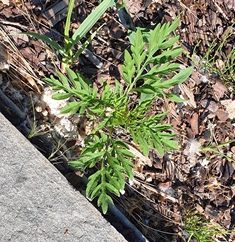 A képen kültéri, talaj, fű, szikla látható Automatikusan generált leírás