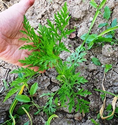 A képen fűszernövény, növény, Fines herbes, talaj látható

Automatikusan generált leírás
